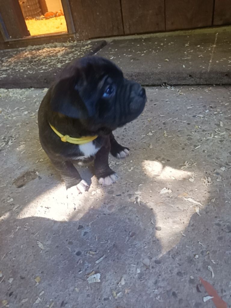 Thao the horde of Angels