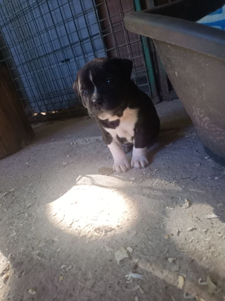 Tina Tong The horde of Angels