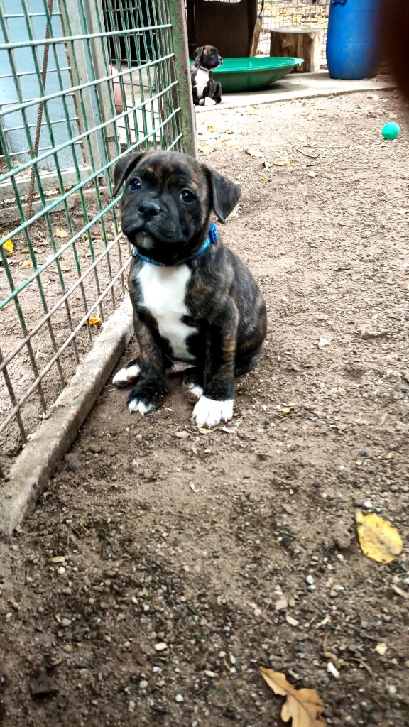 Tokyo The horde of Angels