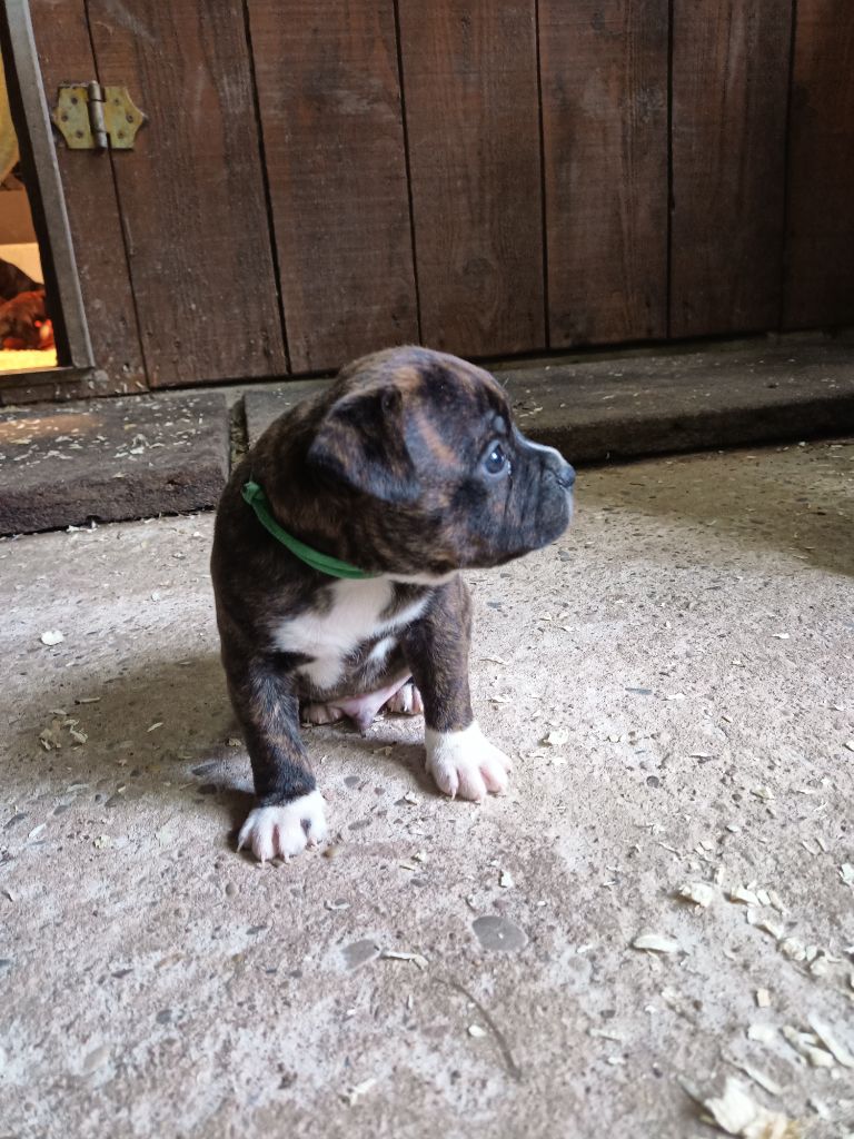 Tael the horde of Angels