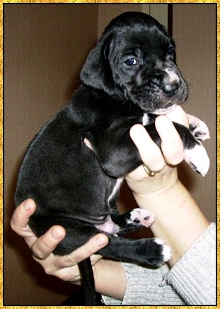 Donovan du bois du chant des rossignols