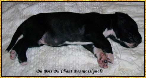 Donovan du bois du chant des rossignols