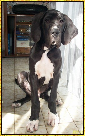 Donovan du bois du chant des rossignols