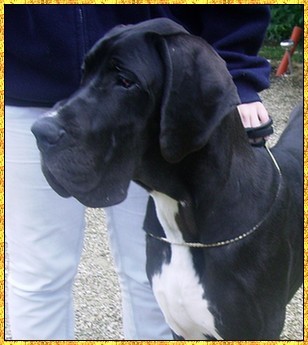 Donovan du bois du chant des rossignols