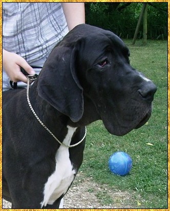 Donovan du bois du chant des rossignols