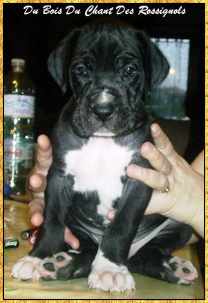 Donovan du bois du chant des rossignols