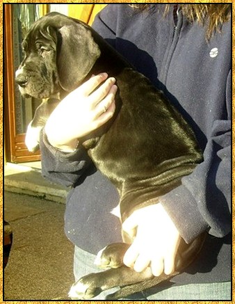 Donovan du bois du chant des rossignols