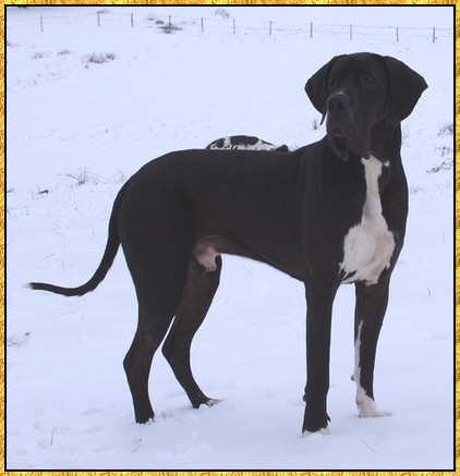 Donovan du bois du chant des rossignols