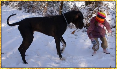 Donovan du bois du chant des rossignols
