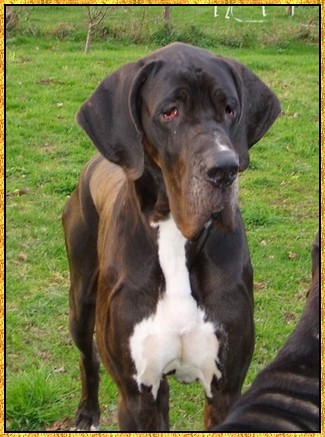 Donovan du bois du chant des rossignols