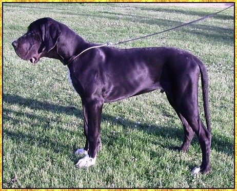 Donovan du bois du chant des rossignols