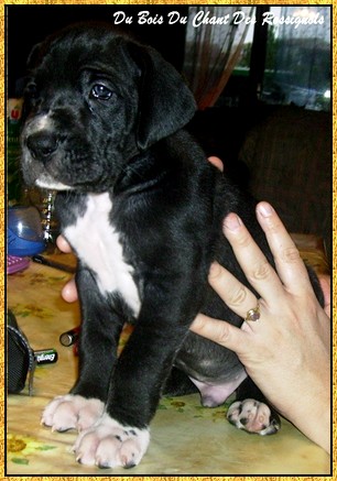 Donovan du bois du chant des rossignols