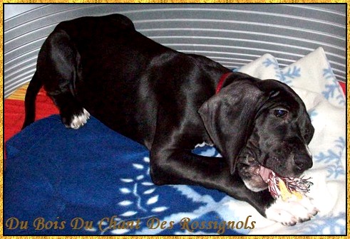 Donovan du bois du chant des rossignols