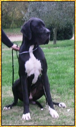 Donovan du bois du chant des rossignols