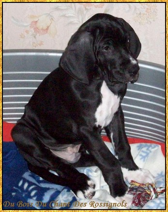 Donovan du bois du chant des rossignols