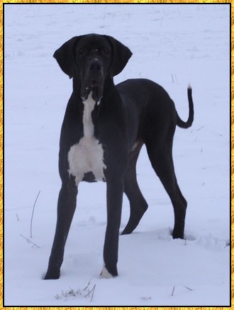 Donovan du bois du chant des rossignols