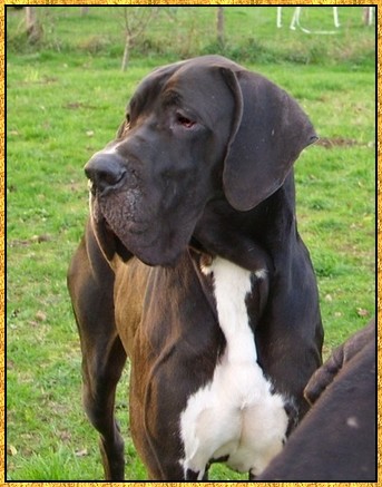 Donovan du bois du chant des rossignols