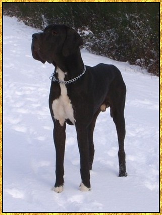 Donovan du bois du chant des rossignols