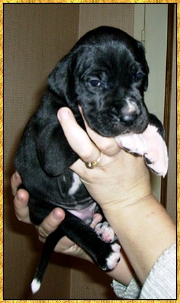 Donovan du bois du chant des rossignols