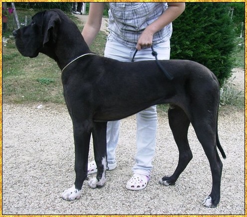 Donovan du bois du chant des rossignols