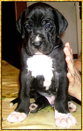 Donovan du bois du chant des rossignols