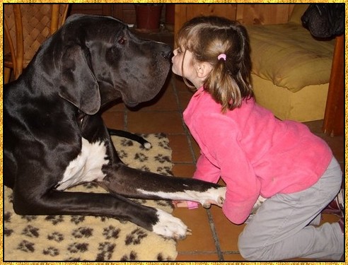 Donovan du bois du chant des rossignols