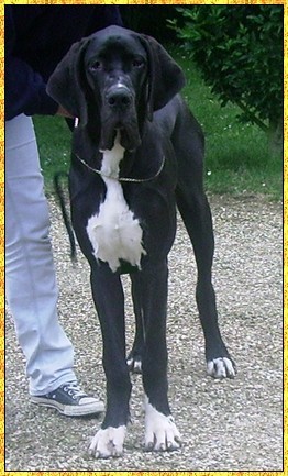 Donovan du bois du chant des rossignols