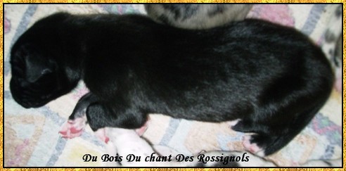 Donovan du bois du chant des rossignols