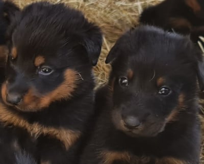Les chiots de Berger de Beauce