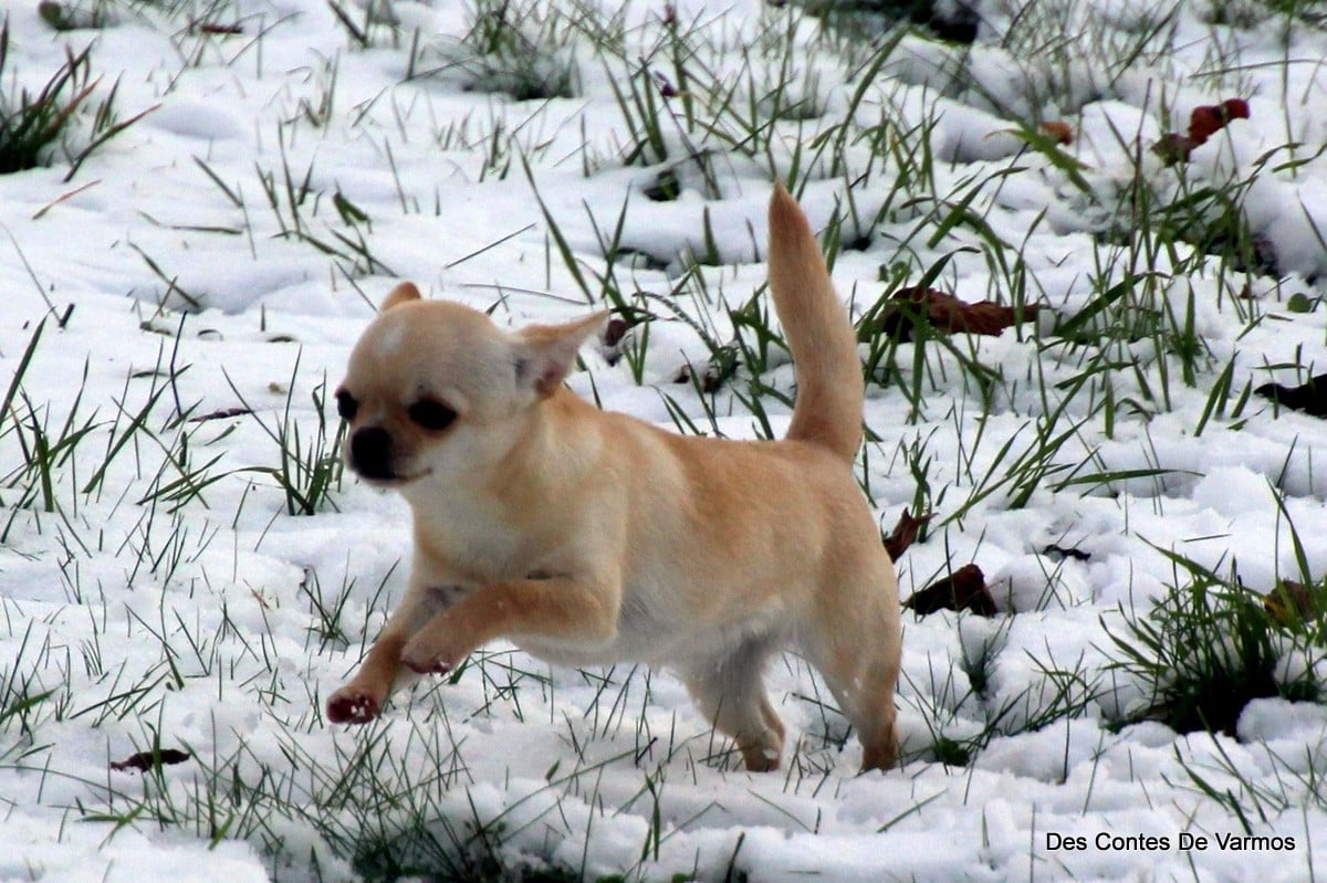 Publication : des contes de Varmos Auteur : Gilles Watrelos