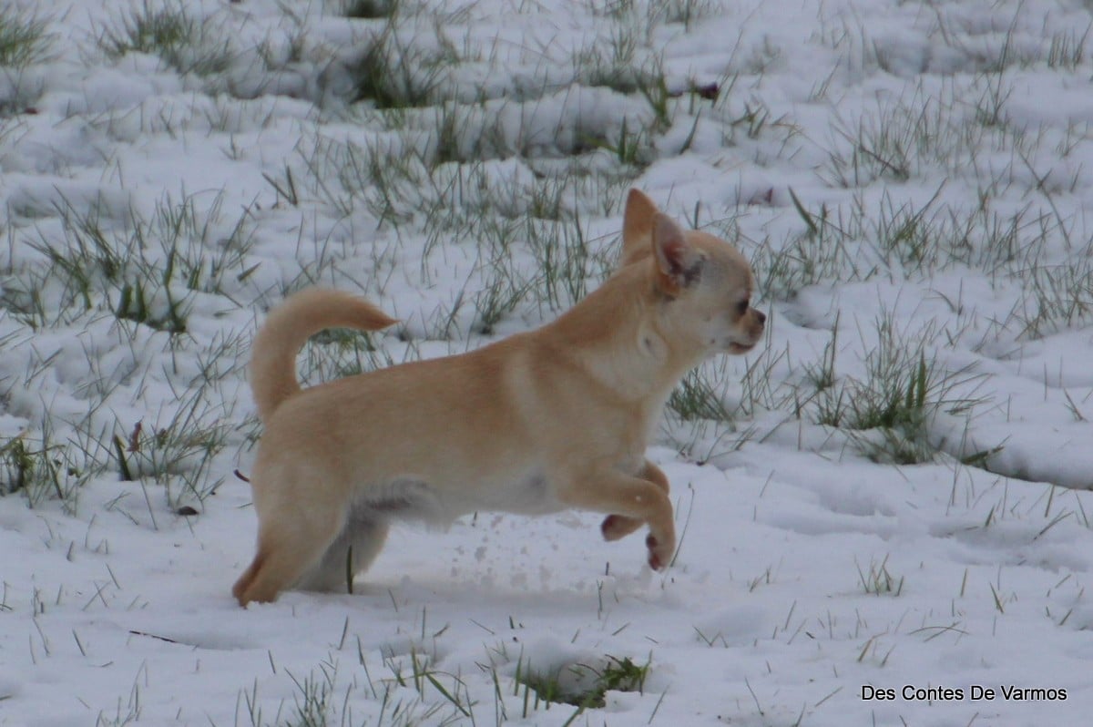 Publication : des contes de Varmos Auteur : Gilles Watrelos