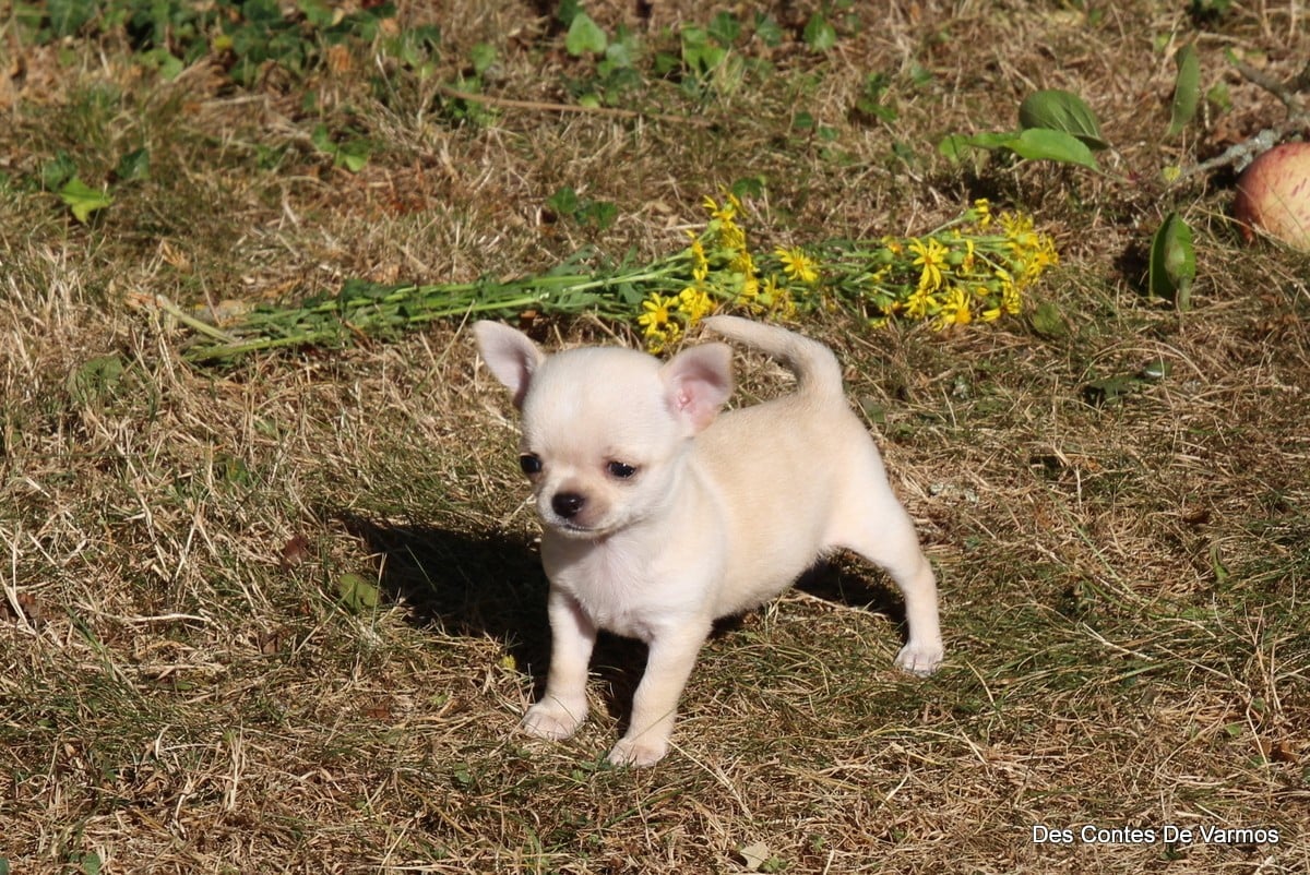 Publication : des contes de Varmos Auteur : Gilles Watrelos