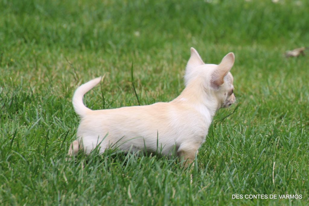 VASKO DES CONTES DE VARMOS