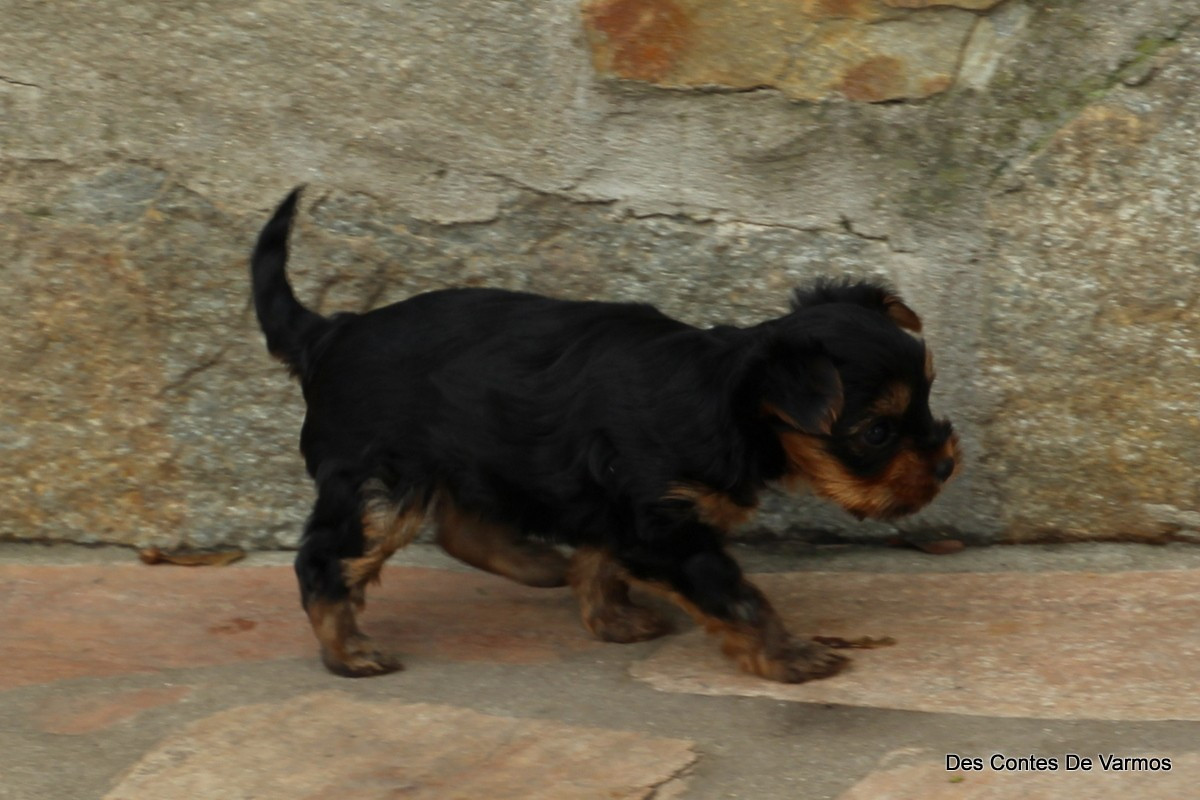 A............ DES CONTES DE VARMOS