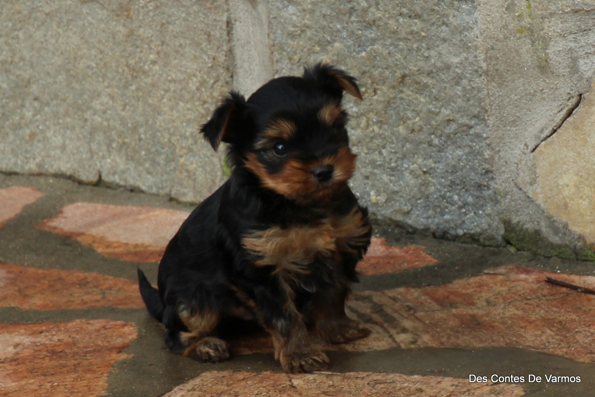 A............ DES CONTES DE VARMOS