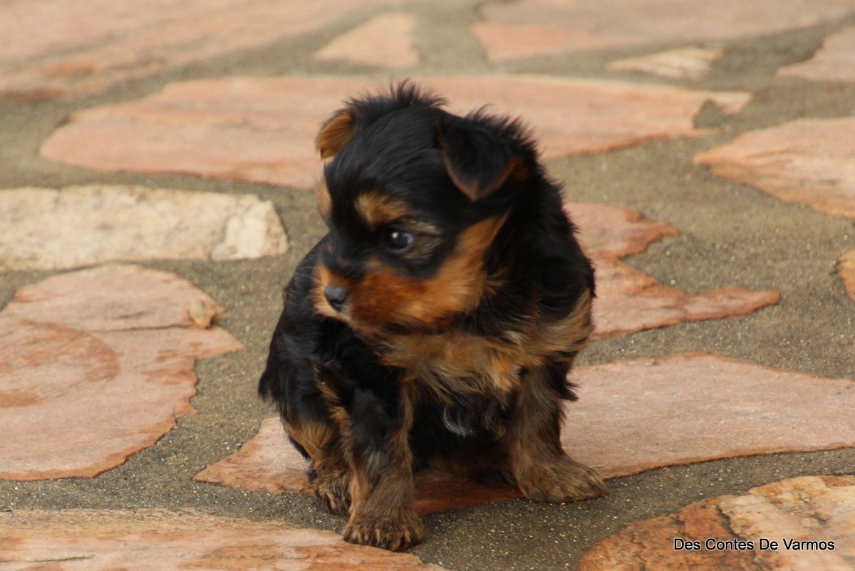 A............ DES CONTES DE VARMOS