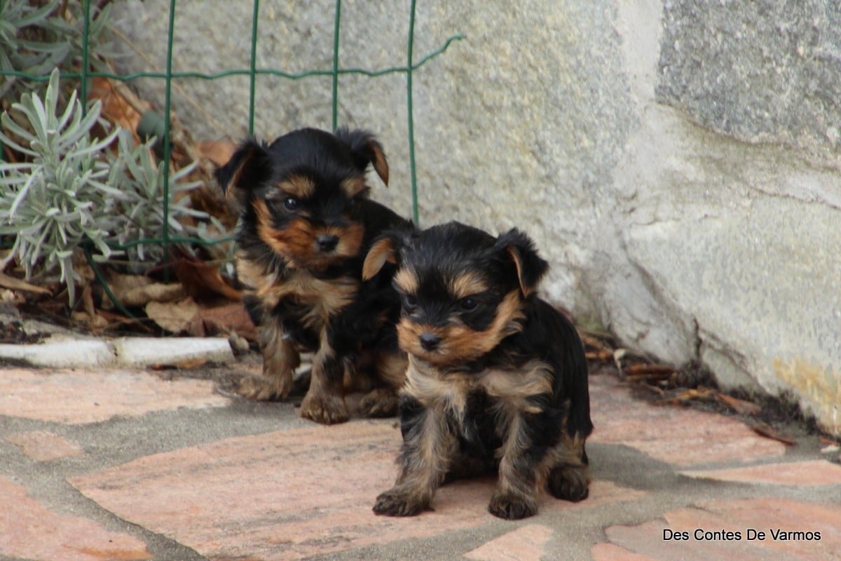 Yorkshire Terrier - des contes de Varmos