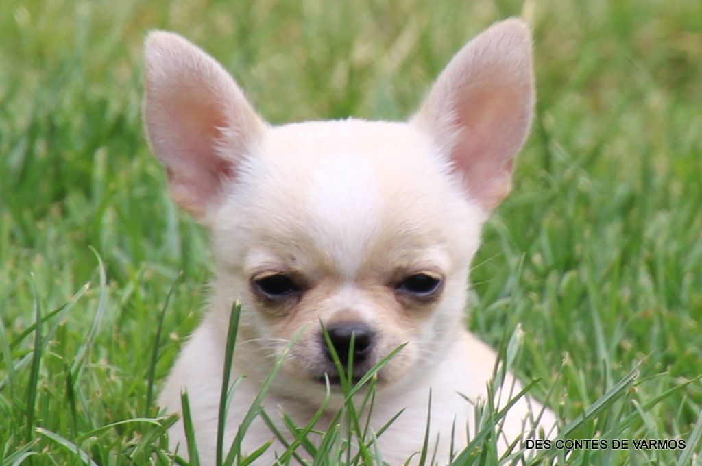 VASKO DES CONTES DE VARMOS