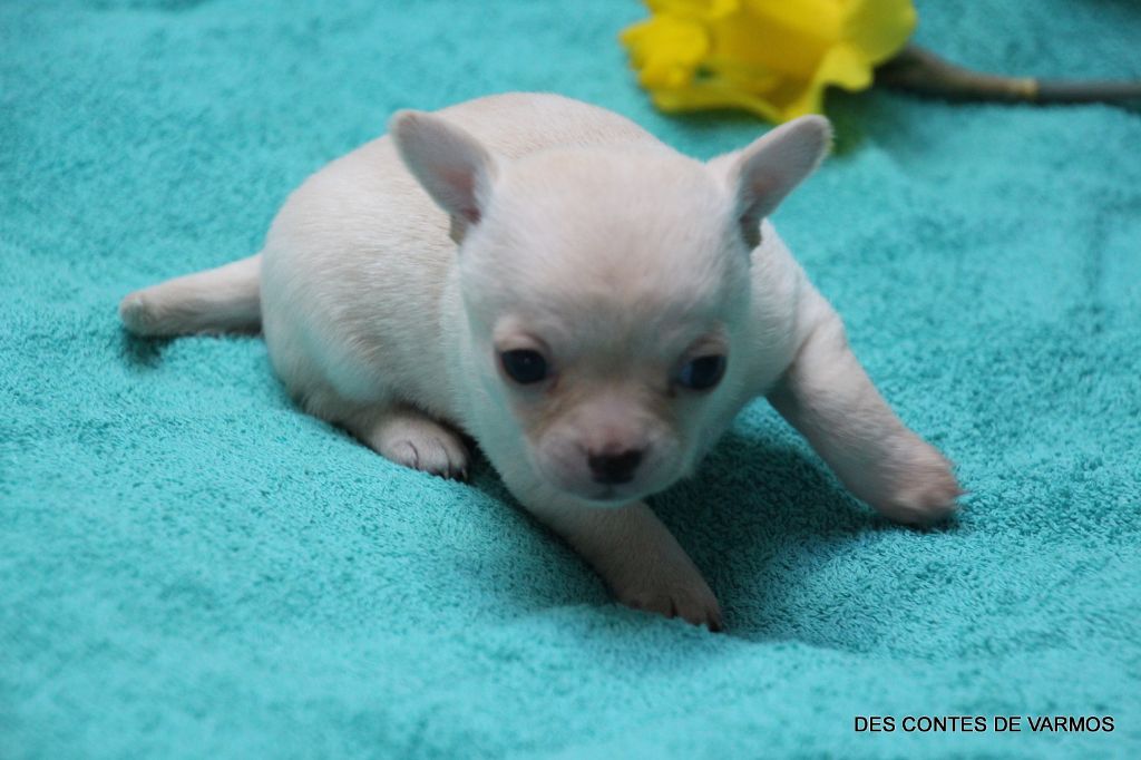 ULYS-TINO DES CONTES DE VARMOS