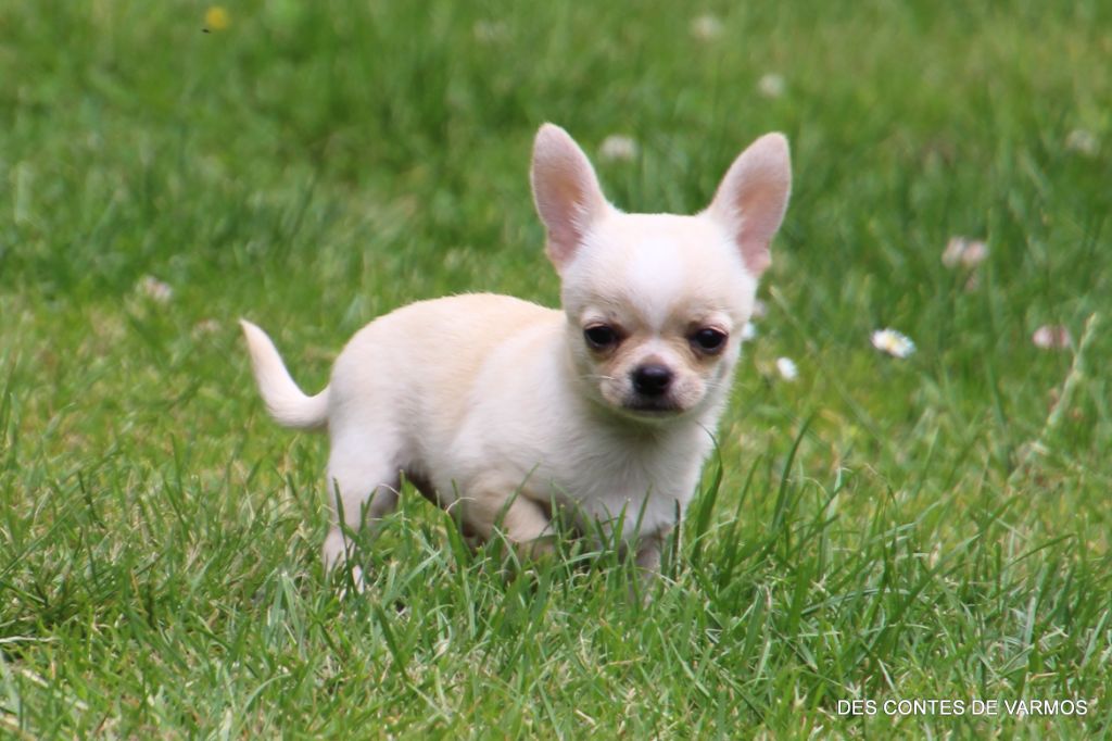 VASKO DES CONTES DE VARMOS