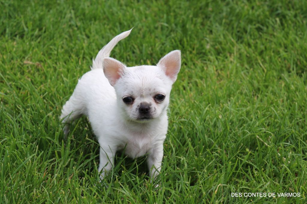 VALKYRIE DES CONTES DE VARMOS