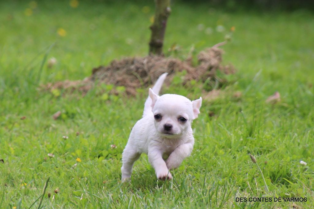 V'MIETTE DES CONTES DE VARMOS