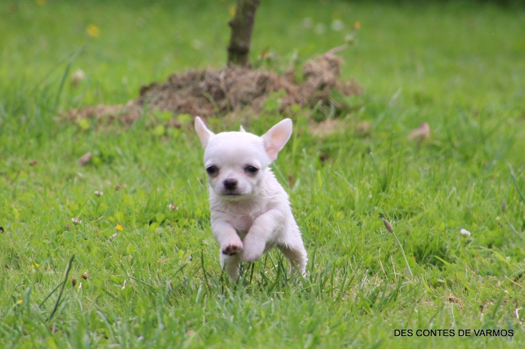 V'MIETTE DES CONTES DE VARMOS