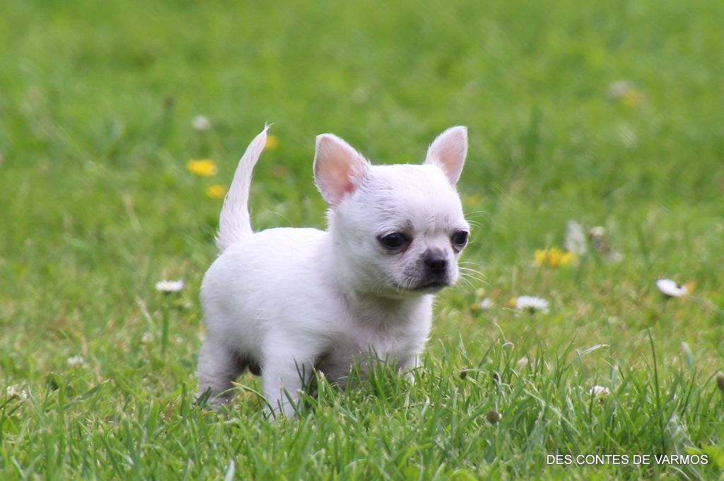 VALKYRIE DES CONTES DE VARMOS