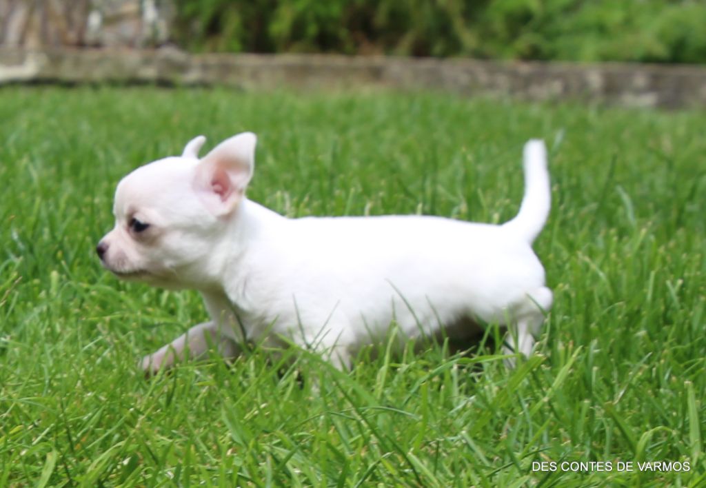 V'MIETTE DES CONTES DE VARMOS