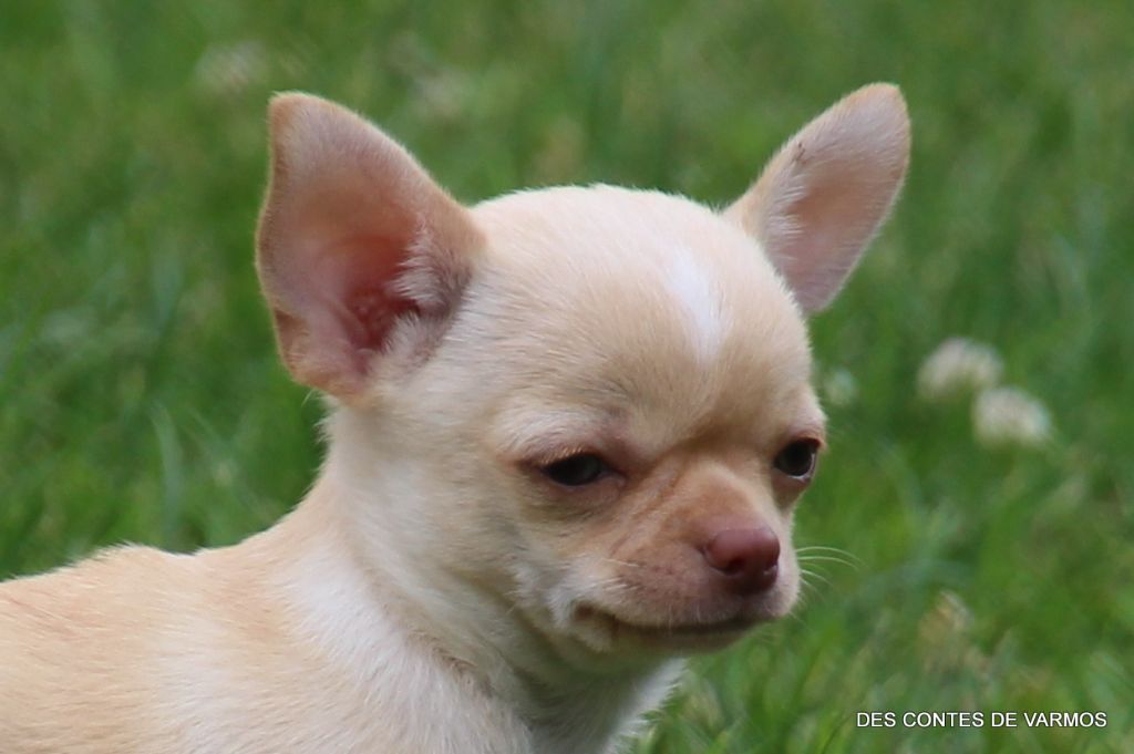 VAMOS DES CONTES DE VARMOS