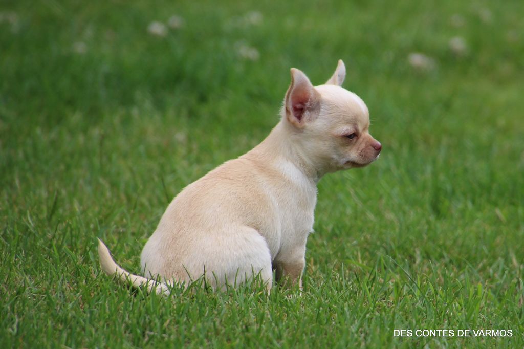 VAMOS DES CONTES DE VARMOS