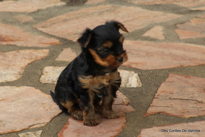 Les chiots de Yorkshire Terrier