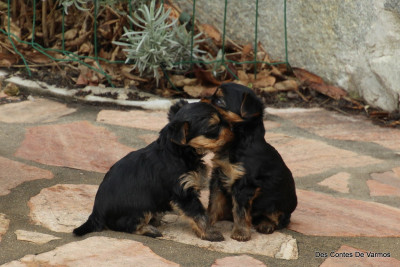 Les chiots de Yorkshire Terrier