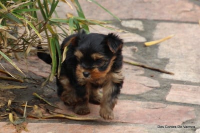 Les chiots de Yorkshire Terrier